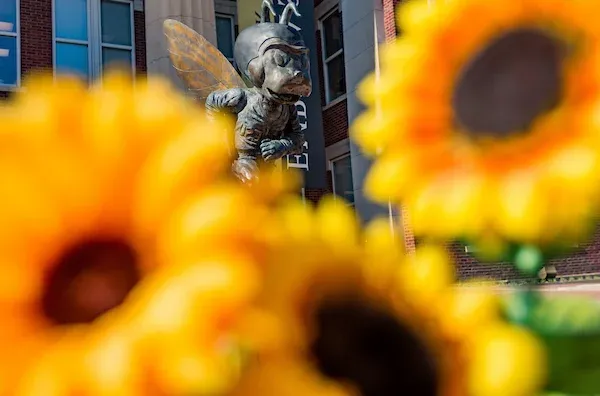 Emporia State's mascot, Corky, seen in between sunflowers